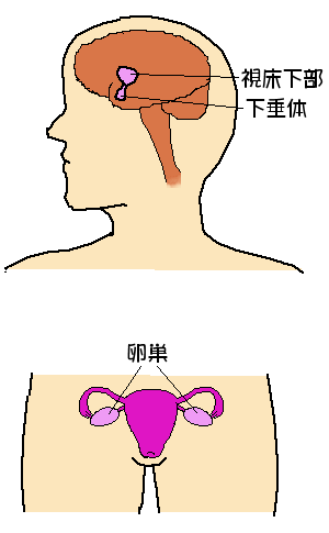 生殖ホルモンと関連のある場所